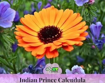 May include: A bright orange Indian Prince Calendula flower with a dark brown centre, set against green foliage and purple flowers. The image includes the text "Indian Prince Calendula".