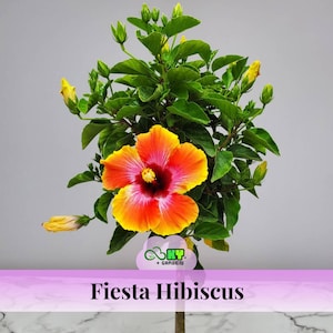 May include: A vibrant Fiesta Hibiscus plant with a large, multi-colored flower. The flower has a bright orange and yellow gradient with a pink center. Green leaves and unopened buds surround the flower. The plant is labeled "Fiesta Hibiscus".