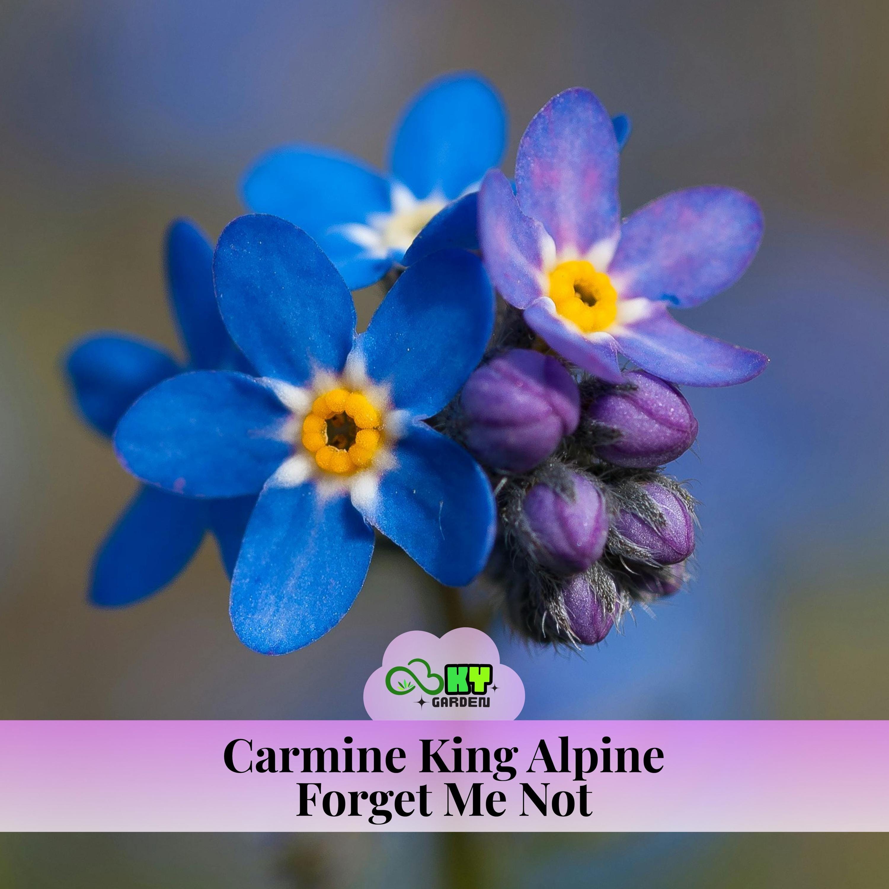 Carmine King Alpine Forget-me-not Seeds - Ornamental, Cold