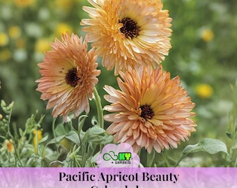 May include: A close-up of three Pacific Apricot Beauty Calendula flowers. The flowers have multiple layers of peach-coloured petals with dark brown centres. The image includes the text "Pacific Apricot Beauty Calendula" on a purple banner.