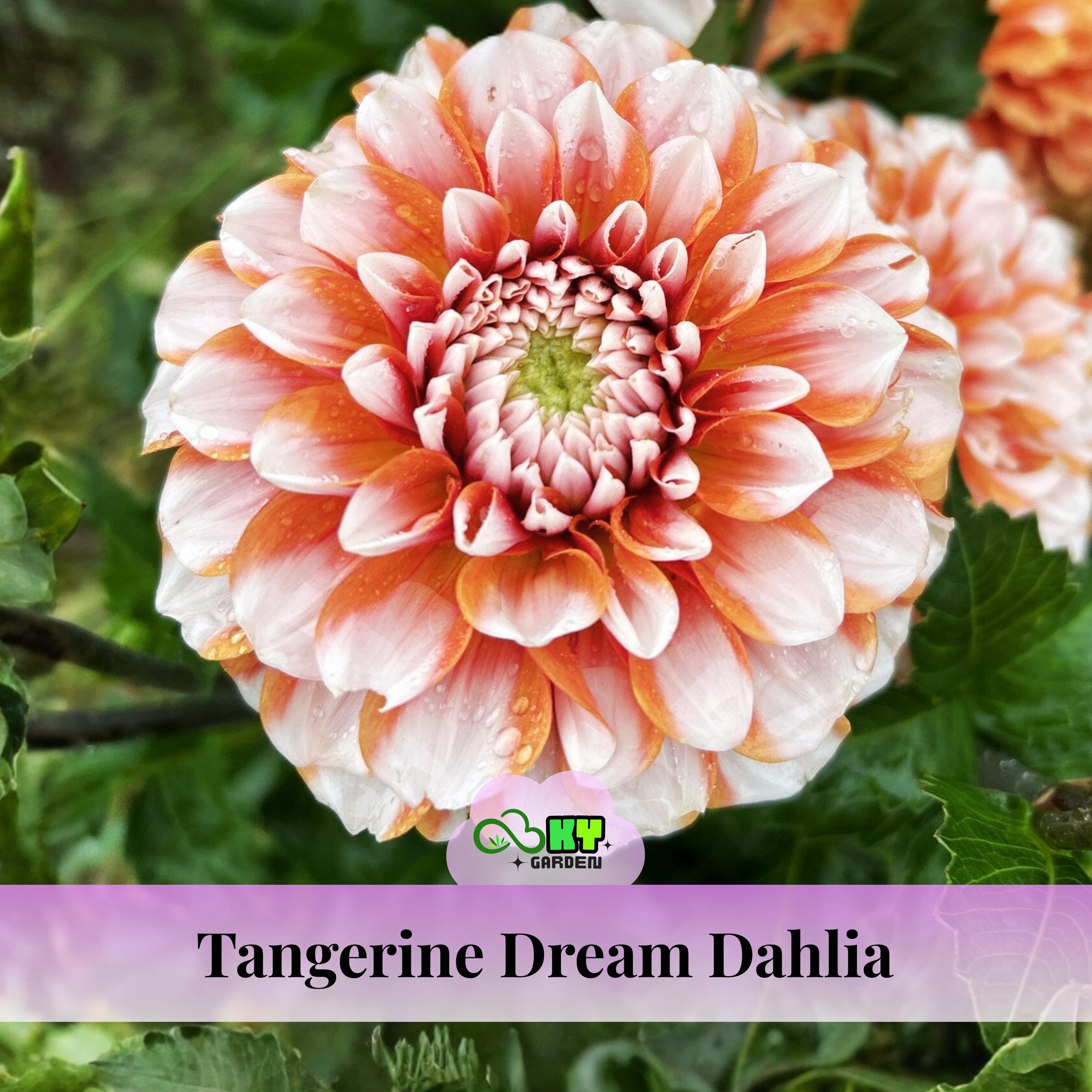 Tangerine Dream Dahlia Seeds - Attracts Pollinators, Long Blooming