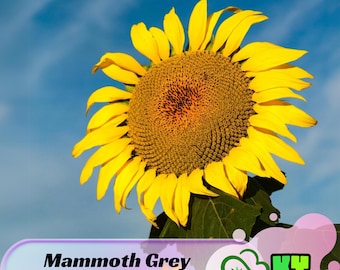 Mammoth Grey Stripe Sunflower Seeds - Bi-Colored Petals, Attracts Pollinators, Drought Tolerant, Low Maintenance - Plant in Spring