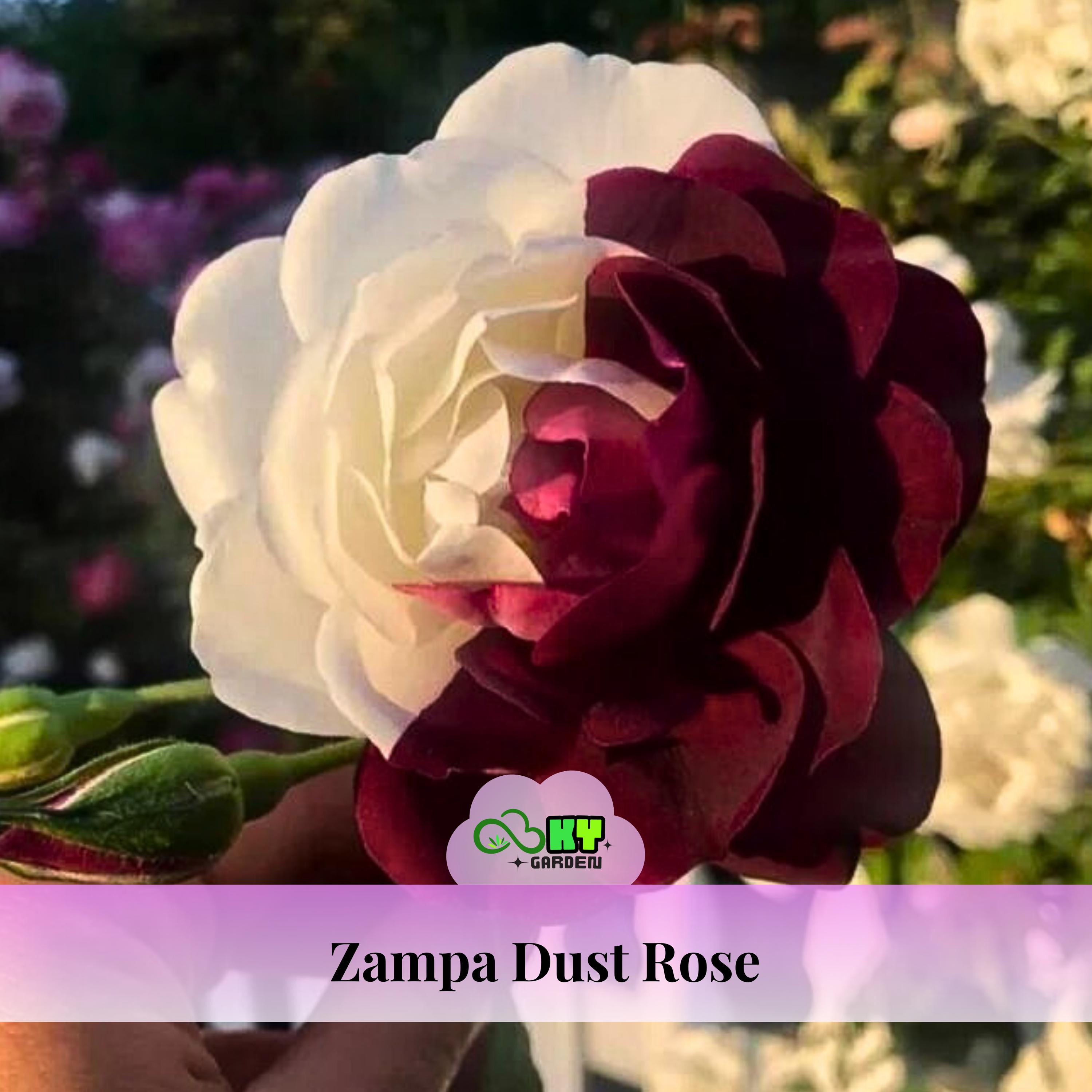15s|zampa Dust Rose Seeds , Cold Resistant, Open-pollinating