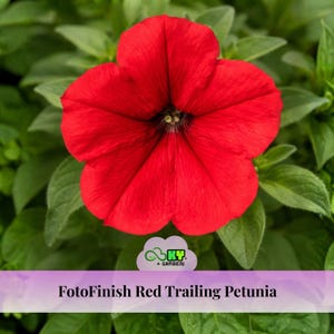 May include: A vibrant red FotoFinish Red Trailing Petunia flower with a dark center, surrounded by green leaves. The flower has five petals and is in full bloom. The image includes the text "FotoFinish Red Trailing Petunia".