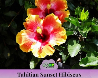 Tahitian Sunset Hibiscus Seeds - Edible, Cold Resistant, Showy Flowers, Attracts Pollinators - Plant in Spring or Early Summer