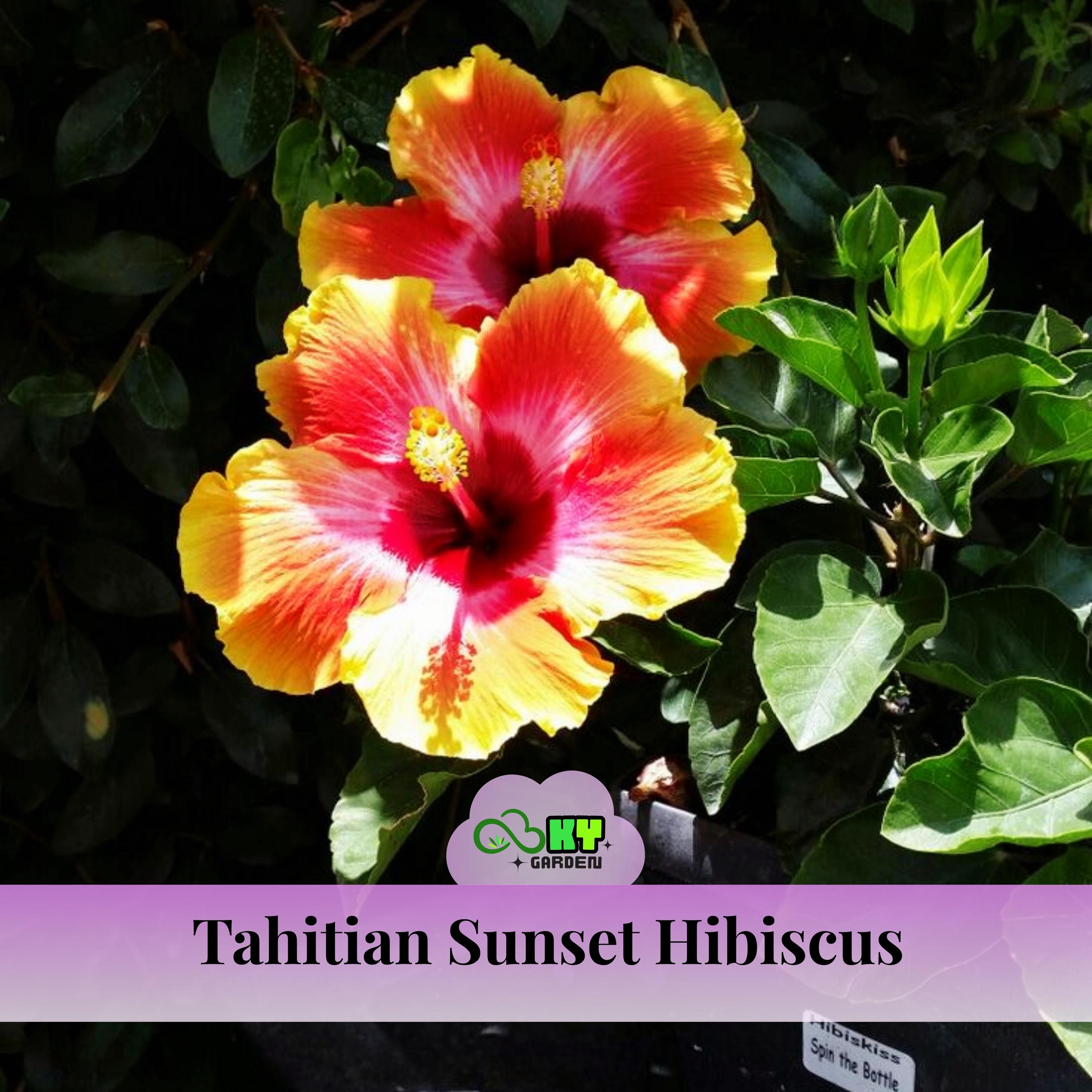 Tahitian Sunset Hibiscus Seeds - Edible, Cold Resistant, Showy