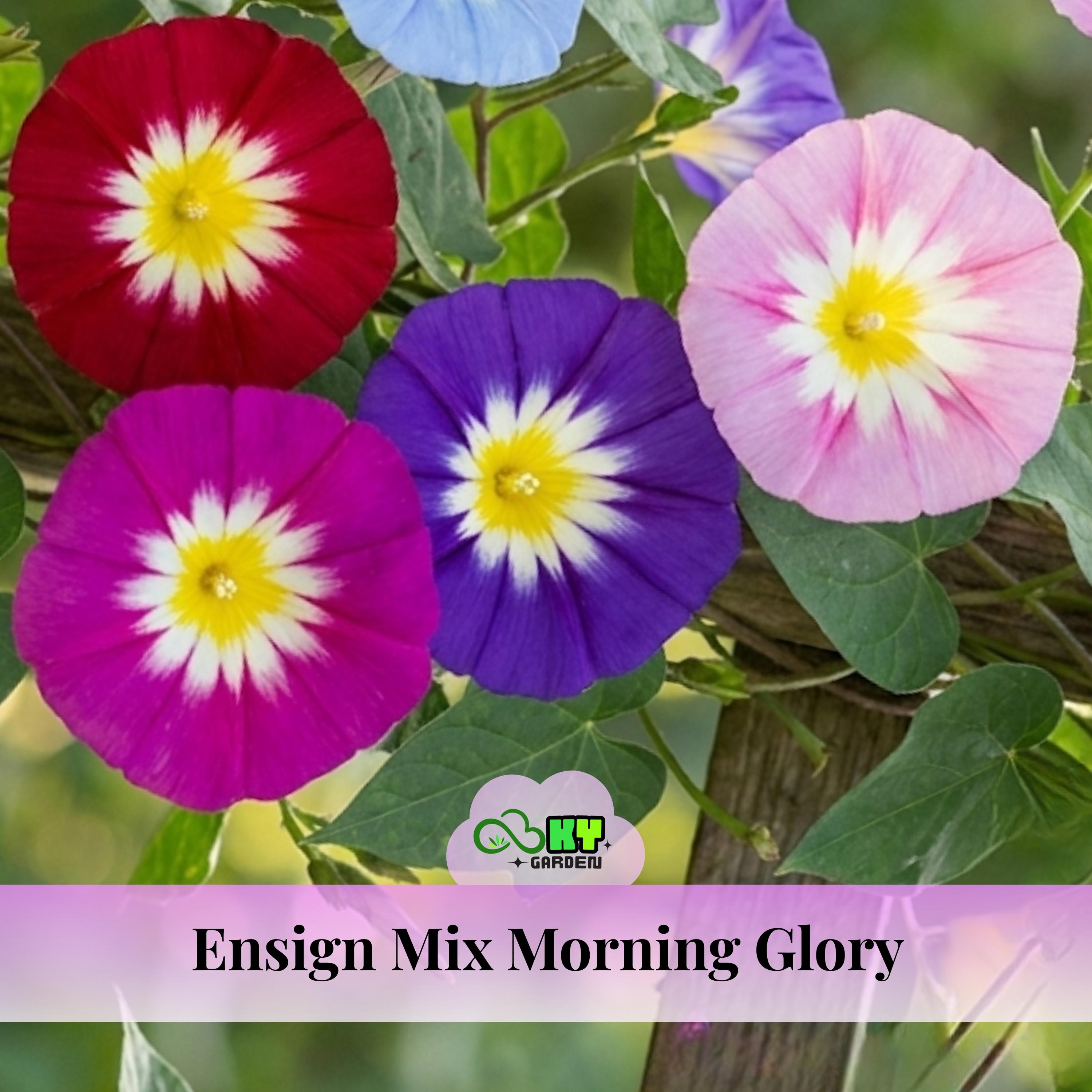 Ensign Mix Morning Glory Seeds - Fast Growing, Climbing Vine