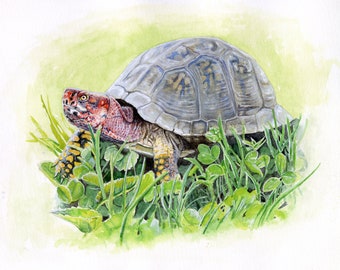 Three-Toed Box Turtle - Terrapene carolina triunguis - 8 x 10 inch print by Jennifer Atkins Natural History Art
