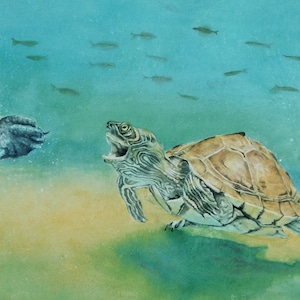 May include: A watercolor painting of a turtle swimming underwater with its mouth open. The turtle is brown with green markings and is surrounded by a school of small fish. The background is a light blue color.