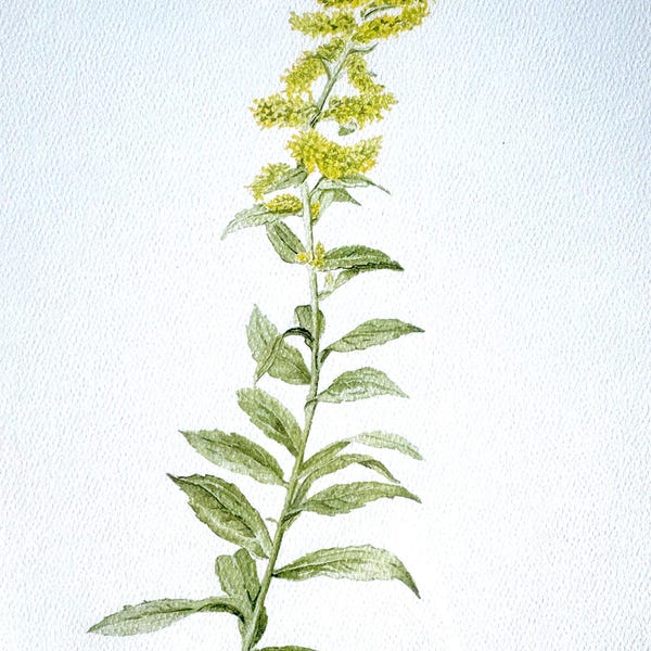 Signed Goldenrod Watercolor Art Print, Botanical Wall Art (8.5x11)