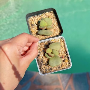 Adromischus marianae Blushing - Live Succulent in Australia posting to Vic, NSW, SA, ACT & Qld Only