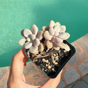 Graptopetalum Ellen- Live Succulent in Australia posting to Vic, NSW, SA, ACT & Qld Only