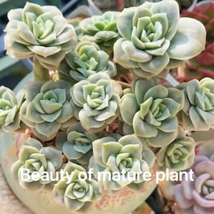 Echeveria 'lovely rose' clump Live Succulent in Australia posting to Vic, NSW, SA, ACT & Qld Only