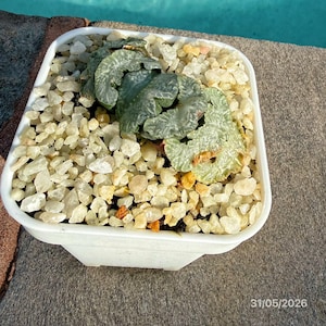 Haworthia truncata in 9cm pot Live Succulent in Australia Posting to Vic, NSW, SA, ACT & Qld Only