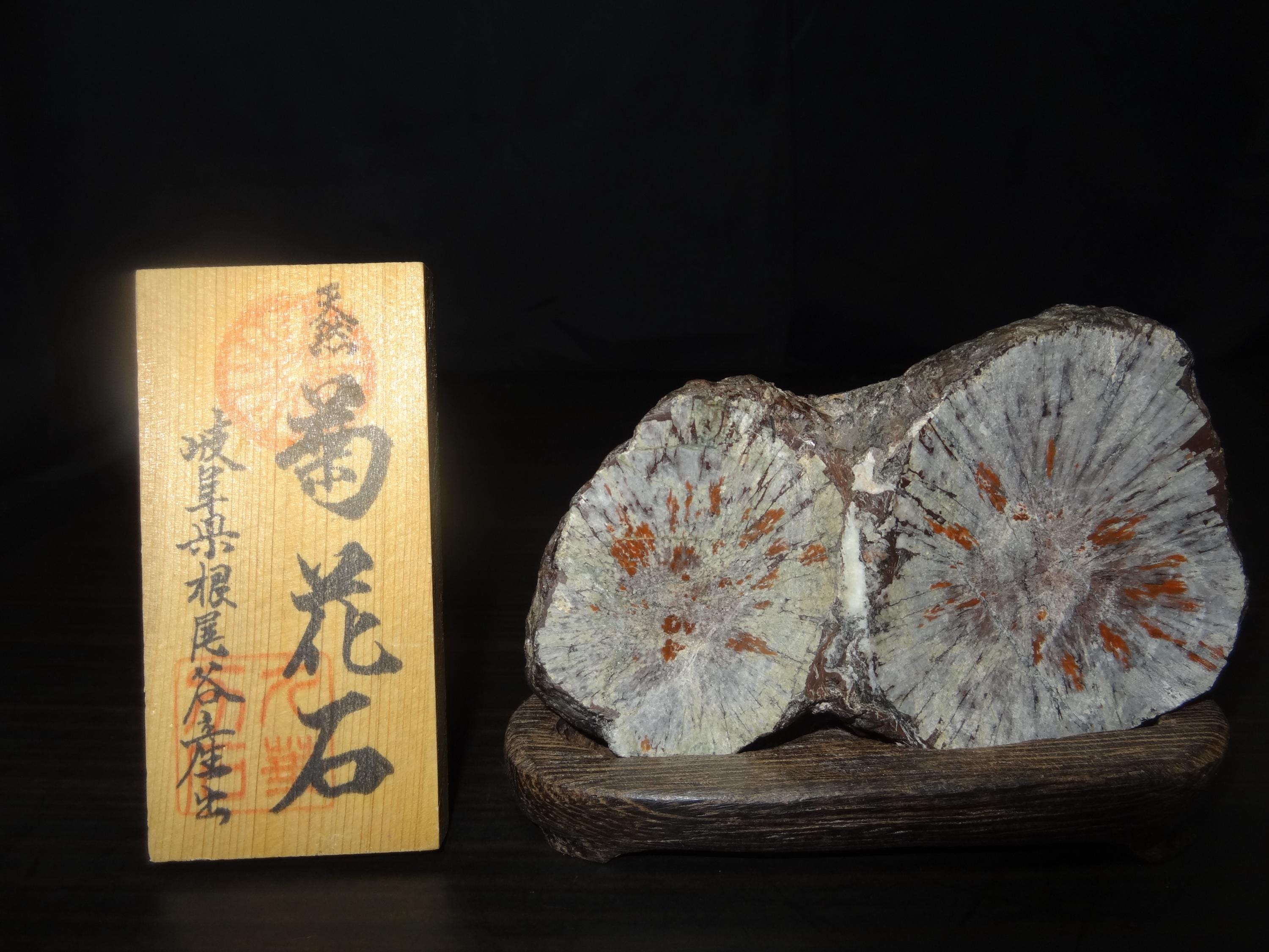 菊花石　chrysanthemum stone Rare Japanese Chrysanthemum Stone / Kikuka-seki From Gifu
