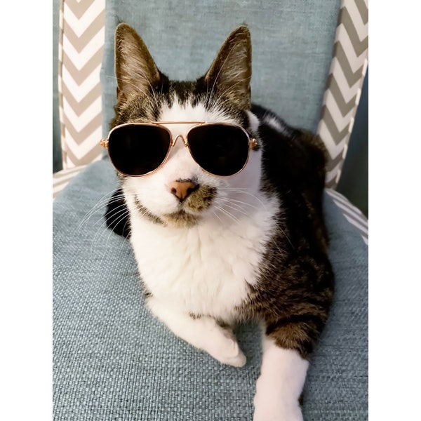 Retro Aviator Cat Sunglasses