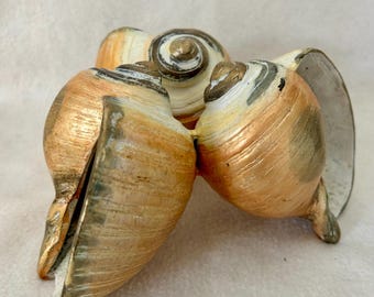 Puede incluir: Un conjunto de conchas marinas decorativas con un acabado metálico dorado y bronce. Las conchas están dispuestas juntas, mostrando sus texturas y formas naturales. El diseño es elegante y de temática costera.