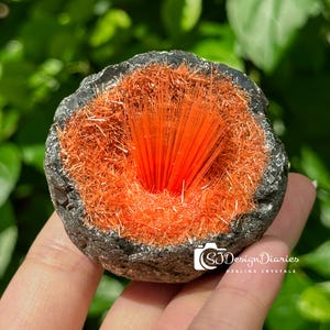 May include: A close-up of a mineral specimen featuring a dark gray outer layer encasing a vibrant orange, needle-like crystal formation. The crystal cluster radiates from the center, creating a striking visual contrast. The background is blurred green foliage.