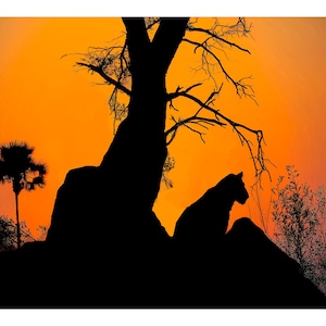 Africa - Wildlife - Images - Lions - Leopards - Elephants