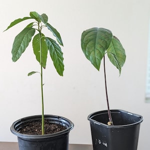 Avocado Plant - A Touch of Nature