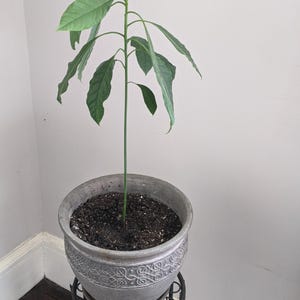 Large Avocado Plant - A Touch of Nature