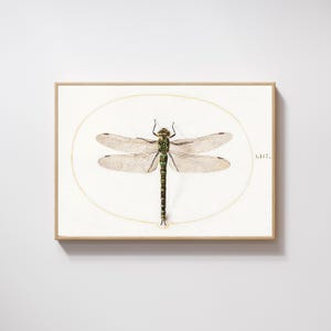Vintage Dragonfly Print: Antique Insect Illustration, Botanical Art