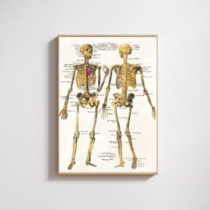 Vintage Human Anatomy Skeleton Print: 1830s Science Art