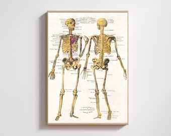 Stary druk szkieletu anatomii człowieka: sztuka naukowa z lat 30. XIX wieku