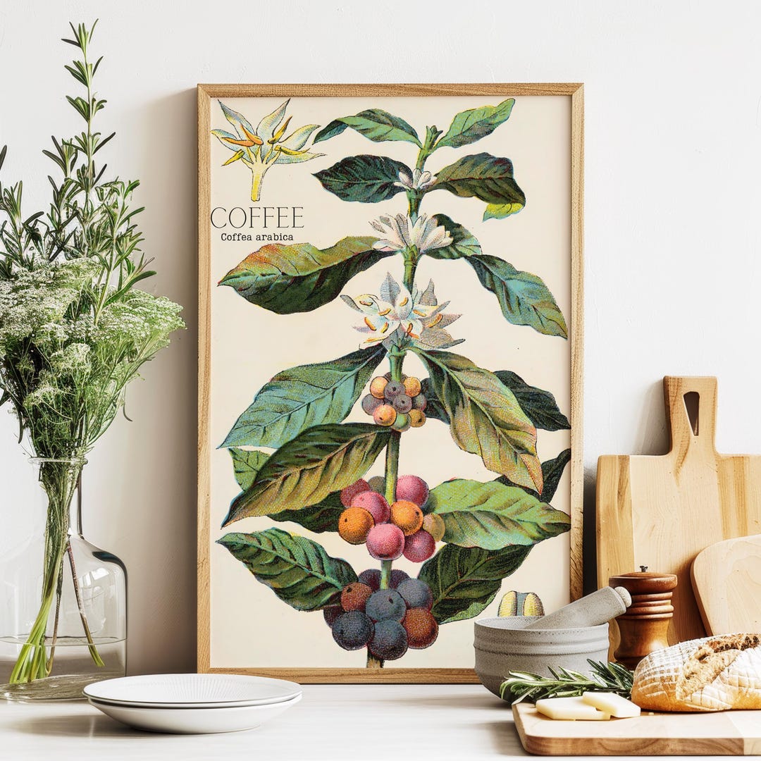 Vintage Coffee Plant Art Print: Botanical Kitchen Decor - Etsy