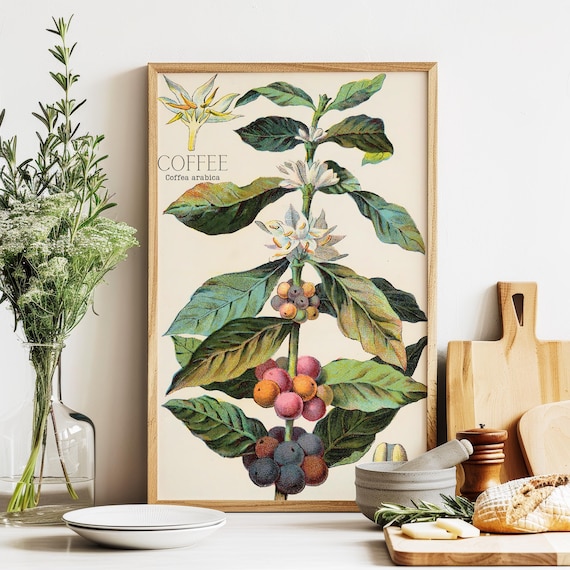Vintage Coffee Plant Art Print: Botanical Kitchen Decor - Etsy