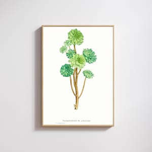 Vintage Succulent Print: Botanical Drawing (1799)