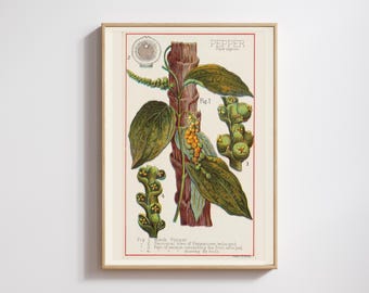 Vintage Black Pepper Plant Print: Botanical Kitchen Wall Art