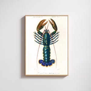 Vintage Blue Lobster Poster - 1800s Marine Life Illustration Print