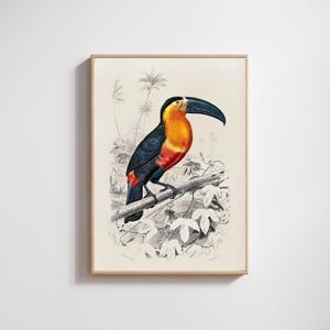 Vintage Toucan Illustration Print | Tropical Bird Art | Nature Home Decor | Natural History Artwork | Bird Lovers Poster | Birdwatcher Gift