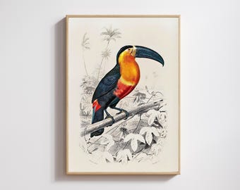 Vintage Toucan Print: Tropical Bird Illustration, Natural History Artwork
