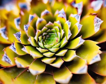 Succulent Photography - Golden Sempervivum Jewel Macro for Botanical Wall Art and Prints