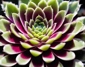 Elegant Jewel Sempervivum Succulent - Macro Botanical Art for Nature-Inspired Decor