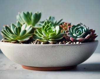 Succulent Photography - Whispering Greens in Ceramic Planter for Wall Decor and Botanical Prints