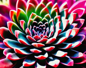 Bold Jewel Sempervivum Succulent - Vibrant Macro Botanical Art for Unique Home Decor