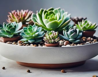 Succulent Photography - Vibrant Succulent Garden in Ceramic Planter for Wall Decor and Botanical Prints