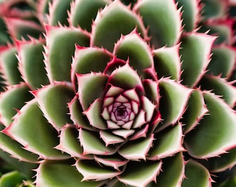 Succulent Photography - Sempervivum Jewel Macro Shot for Botanical Art and Wall Decor