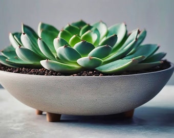 Succulent Photography - Minimalist Ceramic Planter for Wall Decor and Botanical Art Prints