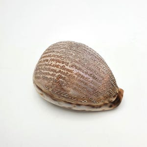 Antique Cowrie Shell Carved with Lord’s Prayer, 1900, Religious Collectible, Victorian Shell Art