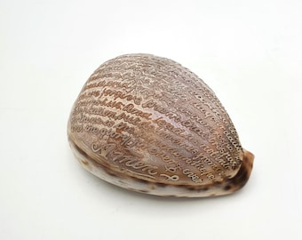 Antique Cowrie Shell Carved with Lord’s Prayer, 1900, Religious Collectible, Victorian Shell Art