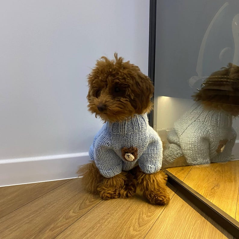 Puede incluir: Un perro peque&ntilde;o y marr&oacute;n con un su&eacute;ter de punto azul claro con un aplique de oso de peluche marr&oacute;n. El perro est&aacute; sentado en un suelo de madera, con un reflejo en un espejo. El su&eacute;ter tiene un cuello alto.