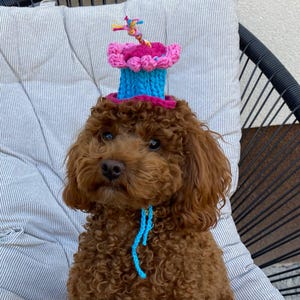 Può includere: Un cane marrone con un cappello da festa fatto a mano. Il cappello è una vivace combinazione di filato rosa, blu e giallo, che ricorda una torta in miniatura. Il cane ha anche un collare di filo blu.