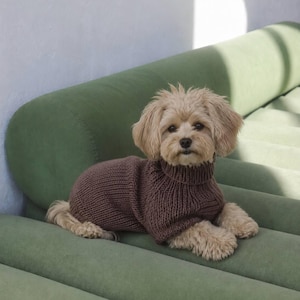 Könnte beinhalten: Ein kleiner, heller Hund mit Schlappohren trägt einen dunkelbraunen, grob gestrickten Pullover. Der Pullover verfügt über einen gerippten Rollkragen und ein schlichtes, strukturiertes Strickmuster, das den Rumpf und die Vorderbeine bedeckt.