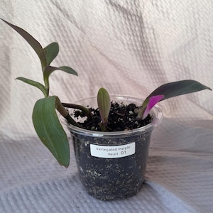 Bonte Purple Heart Tradescantia-startplant