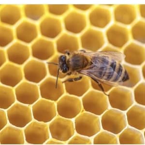 Puede incluir: Un primer plano de un panal de abejas con una abeja sobre él. El panal está hecho de celdas hexagonales, una forma común que se encuentra en la naturaleza. El texto "Why do Bees use Hexagons?" está en la parte superior de la imagen. El texto debajo de la imagen explica que las abejas usan hexágonos porque es la forma más eficiente de almacenar miel.