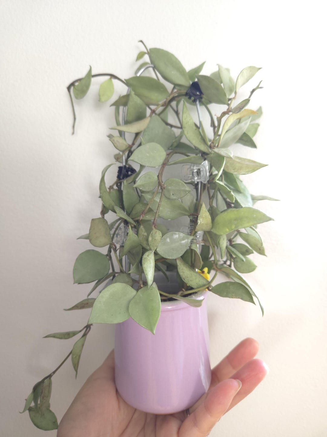 Hoya lacunosa Louisa’s Silver　3.5号吊り鉢 Hoya lacunosa Louisa's Silver 3.5号吊り鉢 Hoya Lacunosa Louisa